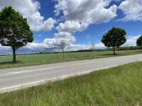 Straßenbäume zwischen Hoffnung unter Hitzestress © STBAFS